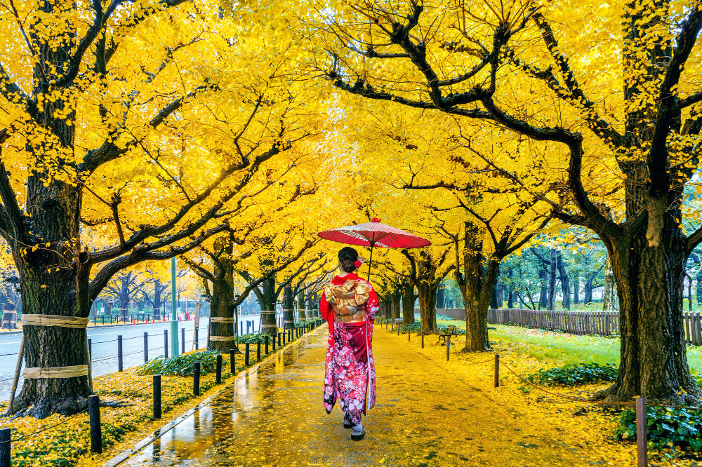 A cultural romance Kyoto, Japan