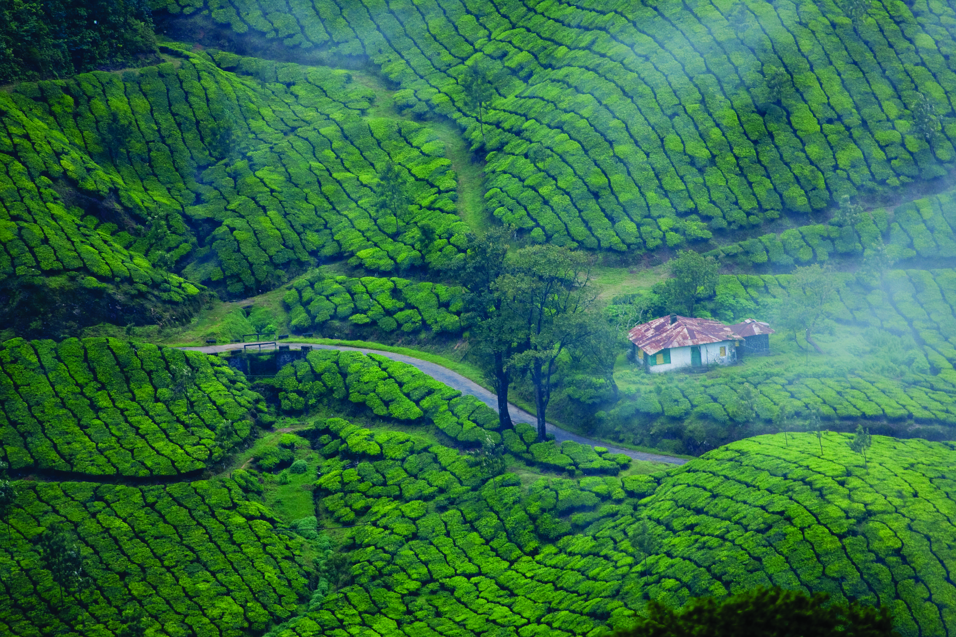 A Journey Through Munnar's Tea Trails, Waterfalls, and Tranquil Landscapes"